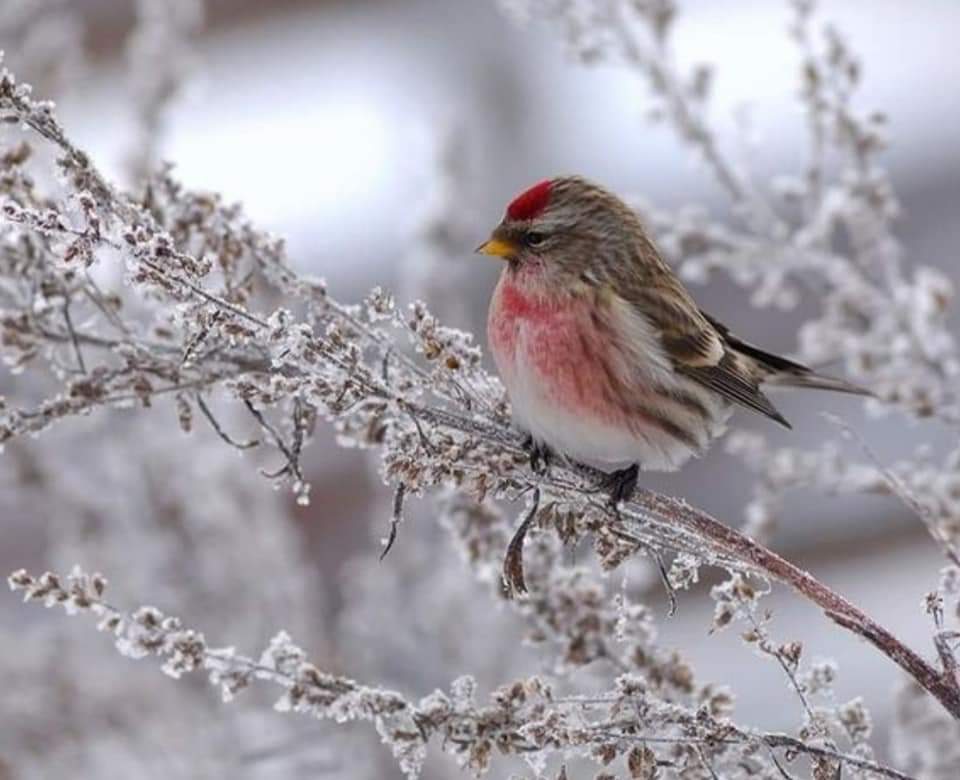 Les oiseaux de la réserve ornithologique